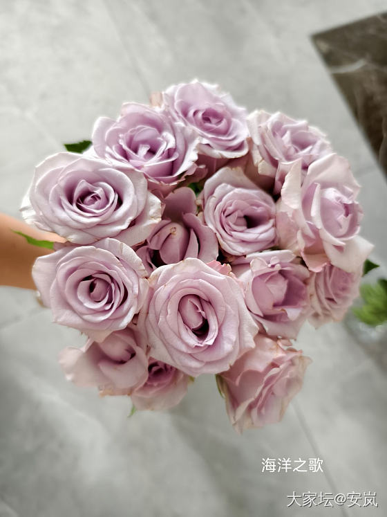 虽然，她们都是月季_花