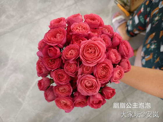 虽然，她们都是月季_花