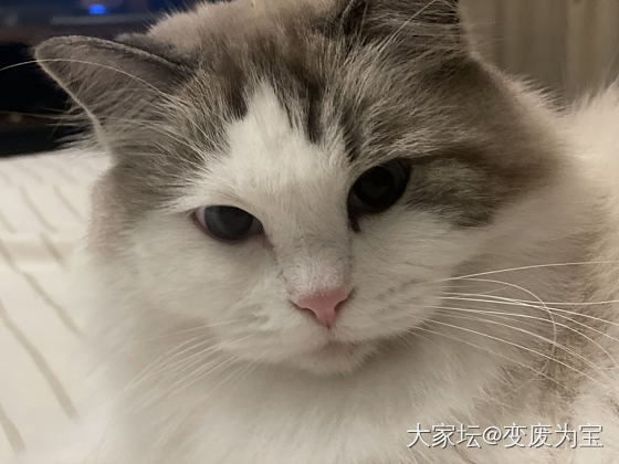 老虎要与多伦多的姐弟们团聚啦_宠物猫