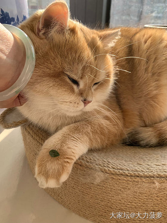 幺儿：我是不翻花盆的小胖猫_猫