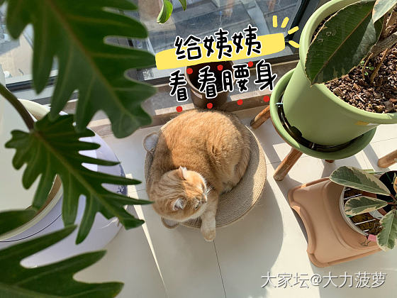 幺儿：我是不翻花盆的小胖猫_猫