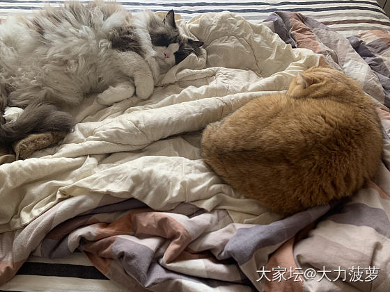 幺儿：我是不翻花盆的小胖猫_猫
