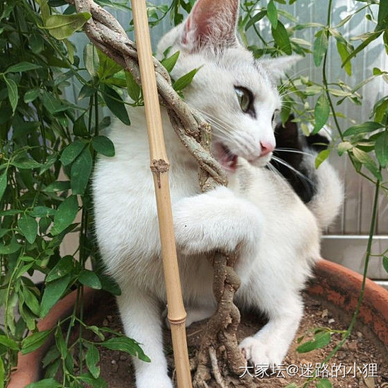 幺儿：我是不翻花盆的小胖猫_猫