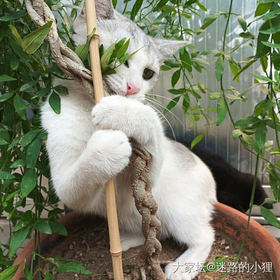 幺儿：我是不翻花盆的小胖猫_猫