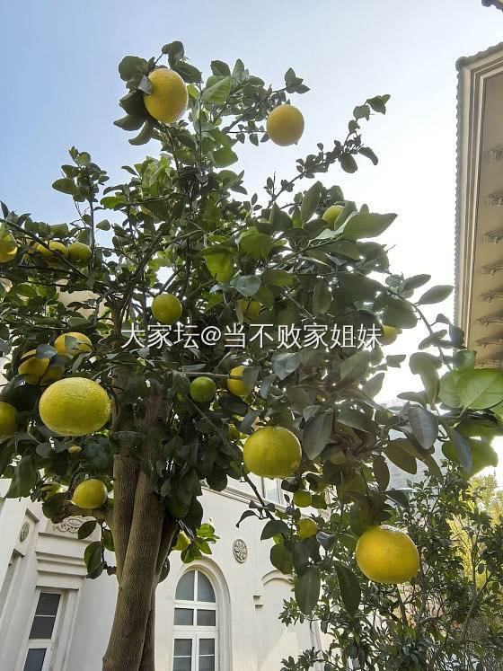 每天上一当，当当不一样_水果