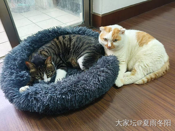 小猫咪会巡回_猫宠物