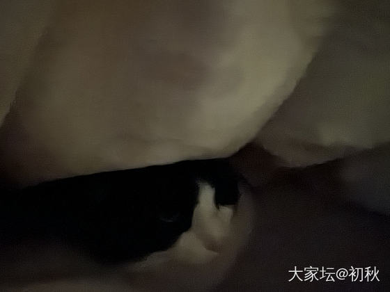 即使是田园_猫宠物