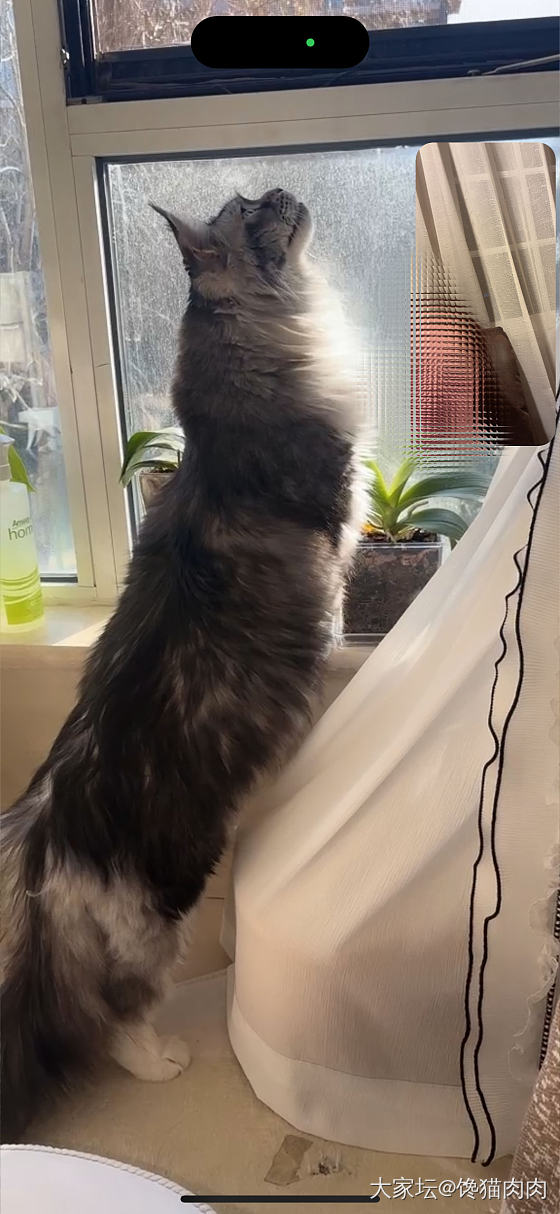 云撸撸我家二宝子_猫