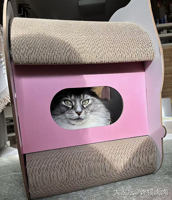 云撸撸我家二宝子_猫