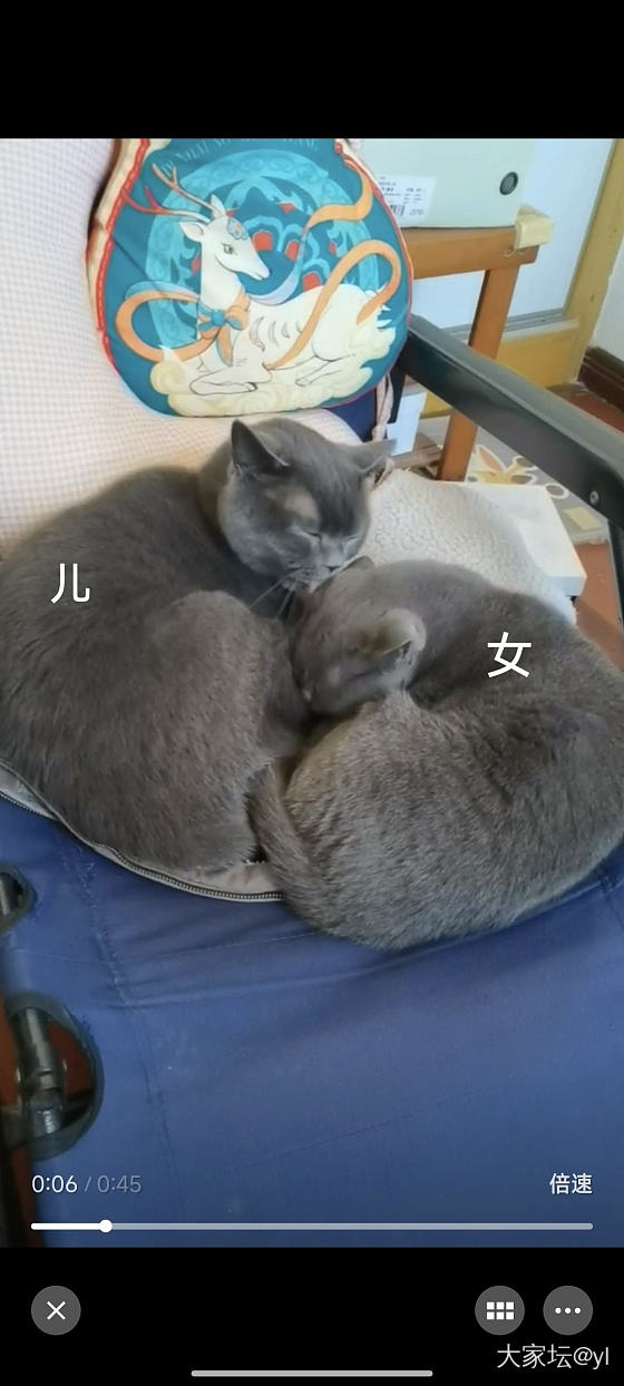 水火不容_猫