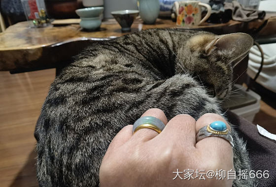 这个模特还不错🐱_猫和田玉翡翠金首饰