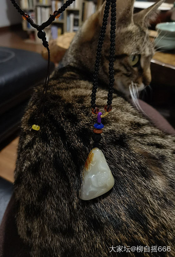 这个模特还不错🐱_猫和田玉翡翠金首饰