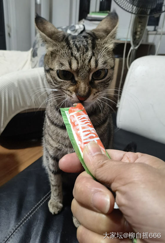 这个模特还不错🐱_猫和田玉翡翠金首饰