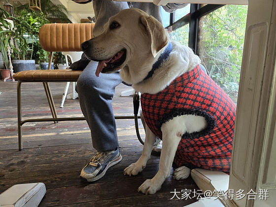 拉布拉多的大香风_宠物
