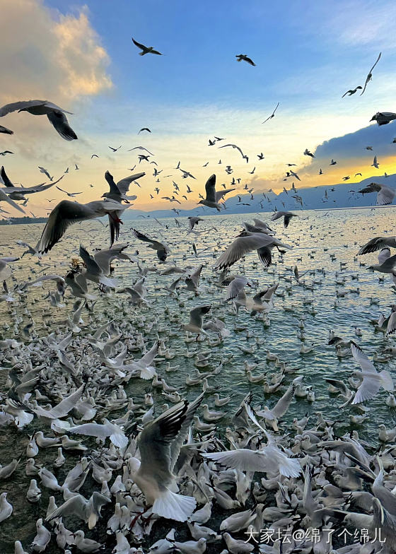 云南昆明海埂大坝～来自西伯利亚的海鸥给冬天带来的浪漫_云南旅游