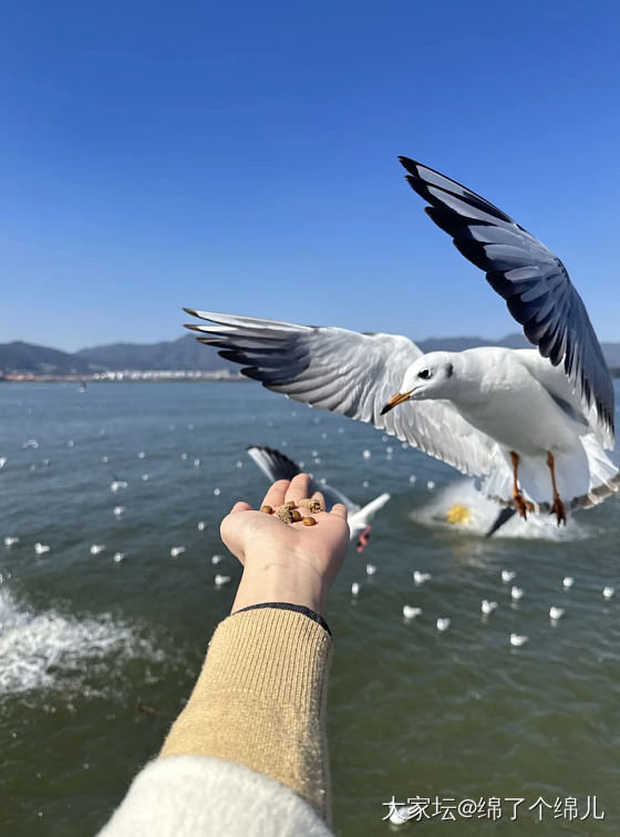 云南昆明海埂大坝～来自西伯利亚的海鸥给冬天带来的浪漫_云南旅游