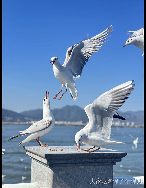 云南昆明海埂大坝～来自西伯利亚的海鸥给冬天带来的浪漫_云南旅游