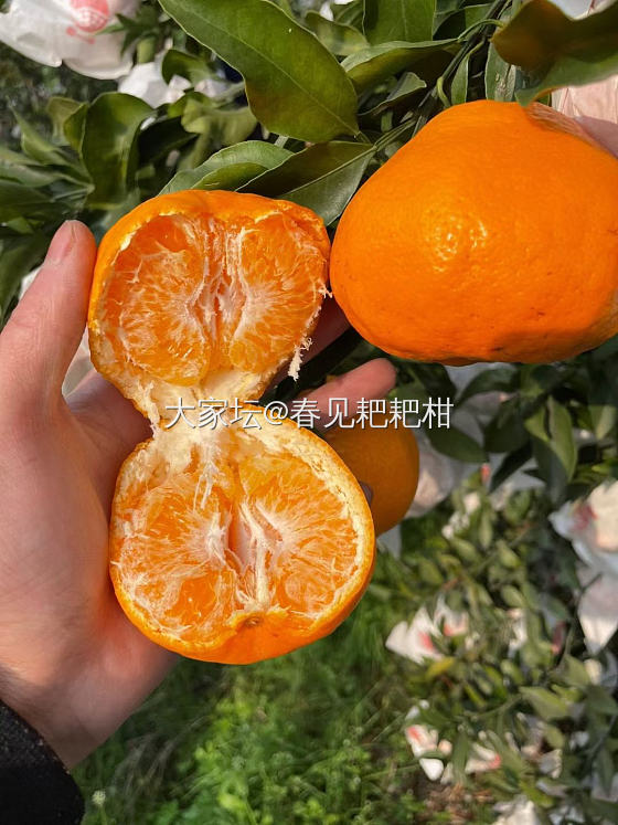 耙耙柑 鱼子酱耙耙柑