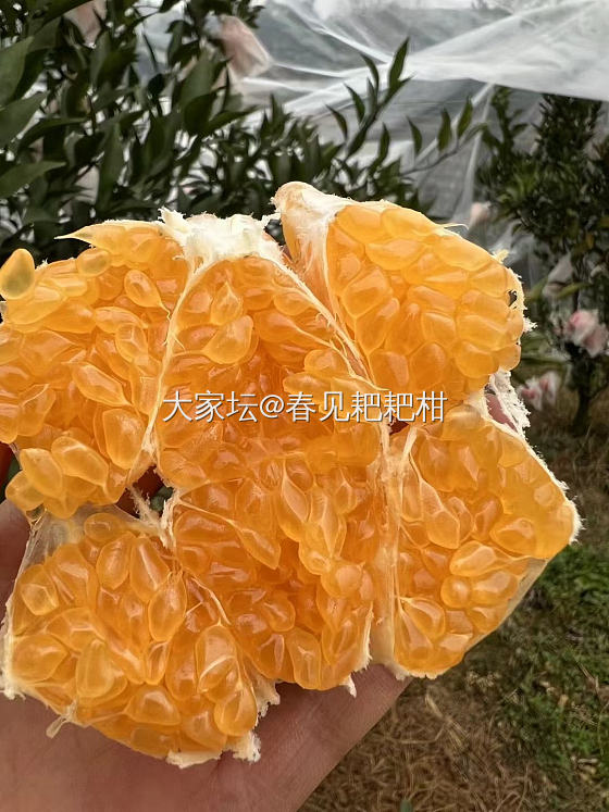 耙耙柑 鱼子酱耙耙柑