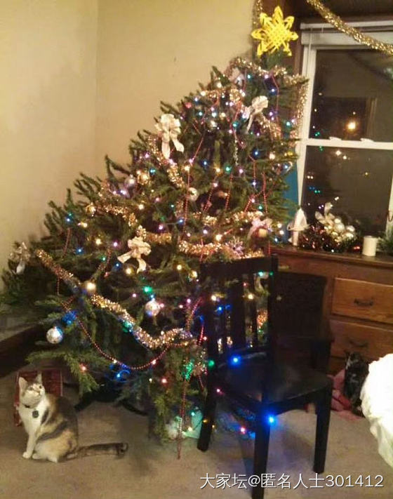 圣诞快乐🧑‍🎄🎄，请签收您新的猫爬架_猫