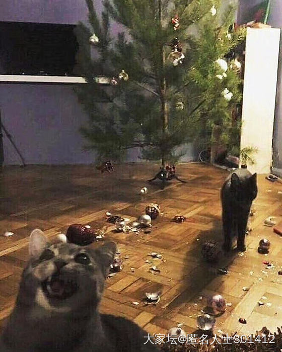 圣诞快乐🧑‍🎄🎄，请签收您新的猫爬架_猫