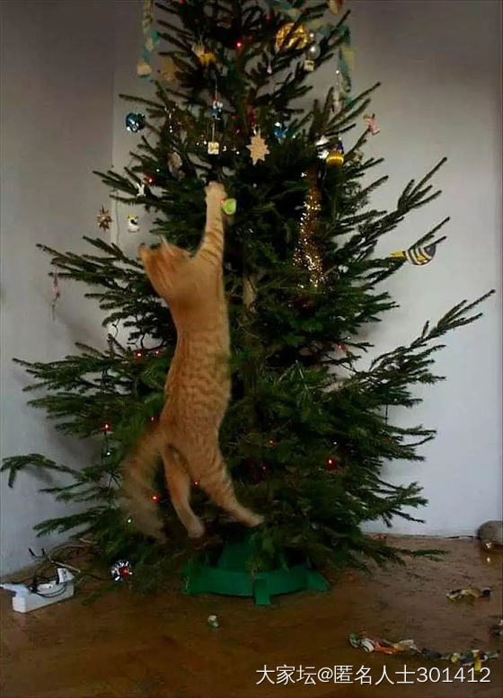 圣诞快乐🧑‍🎄🎄，请签收您新的猫爬架_猫