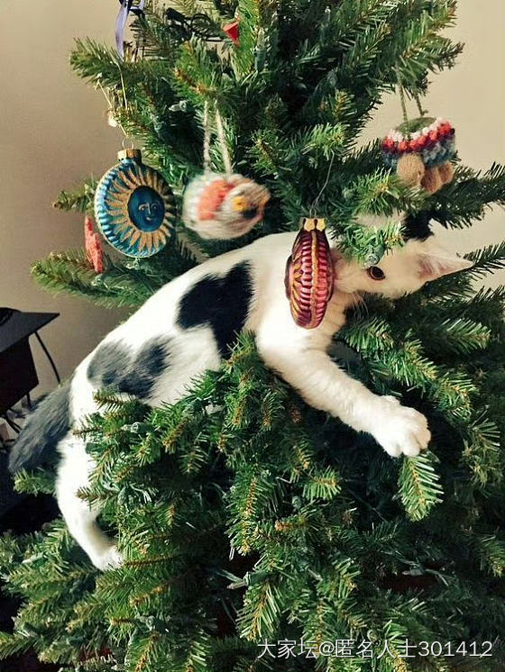 圣诞快乐🧑‍🎄🎄，请签收您新的猫爬架_猫