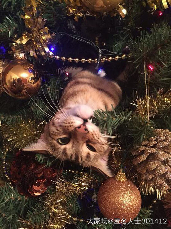 圣诞快乐🧑‍🎄🎄，请签收您新的猫爬架_猫