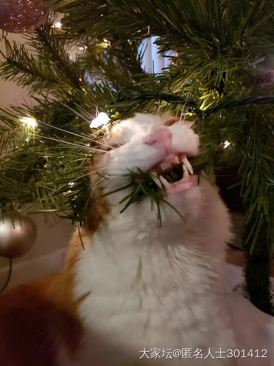 圣诞快乐🧑‍🎄🎄，请签收您新的猫爬架_猫