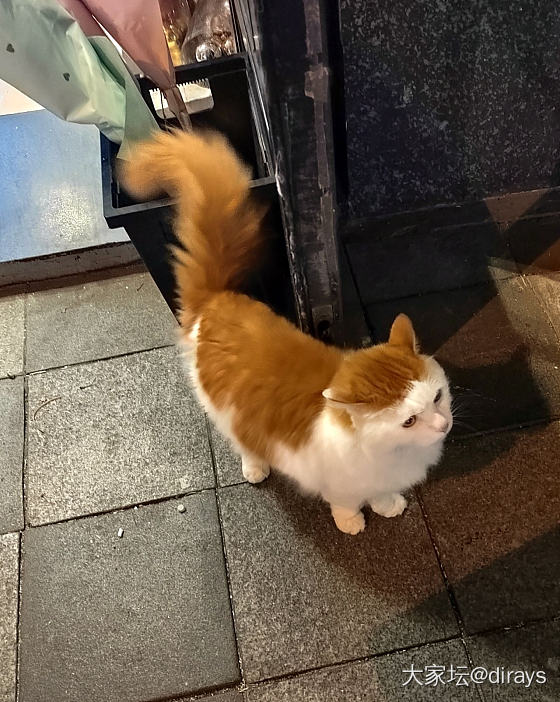 圣诞节，干了回快递_猫节日