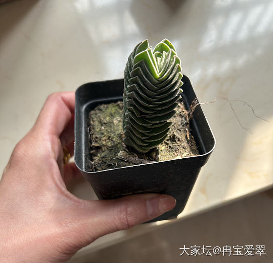 消费降级_多肉植物