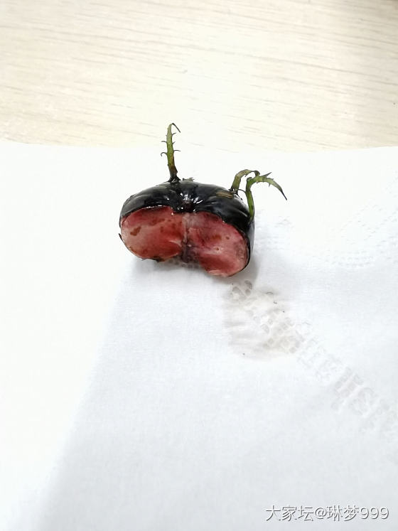 没见过的水果_水果