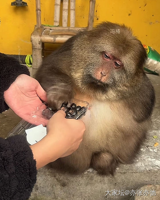 没见过的水果_水果