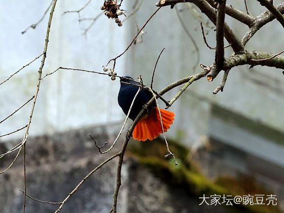 这就是姐妹们钟爱的翠鸟_鸟