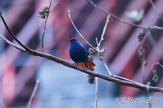 这就是姐妹们钟爱的翠鸟_鸟