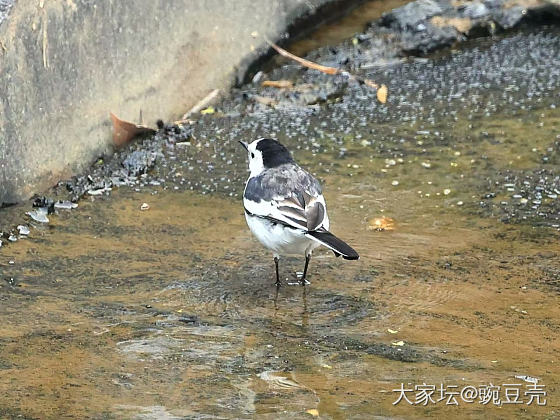 这就是姐妹们钟爱的翠鸟_鸟