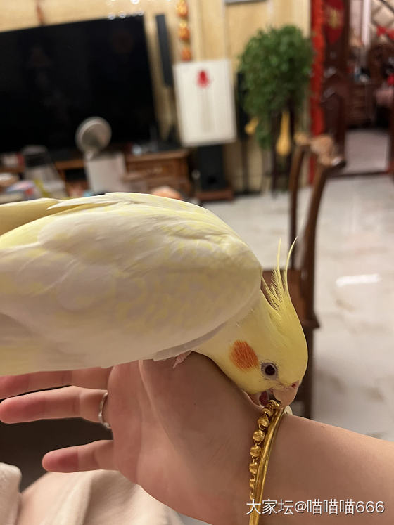 小鸟能有什么坏心思😁_鸟