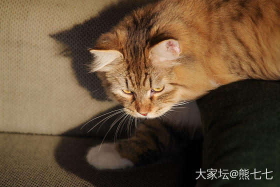 小虎下山_猫宠物