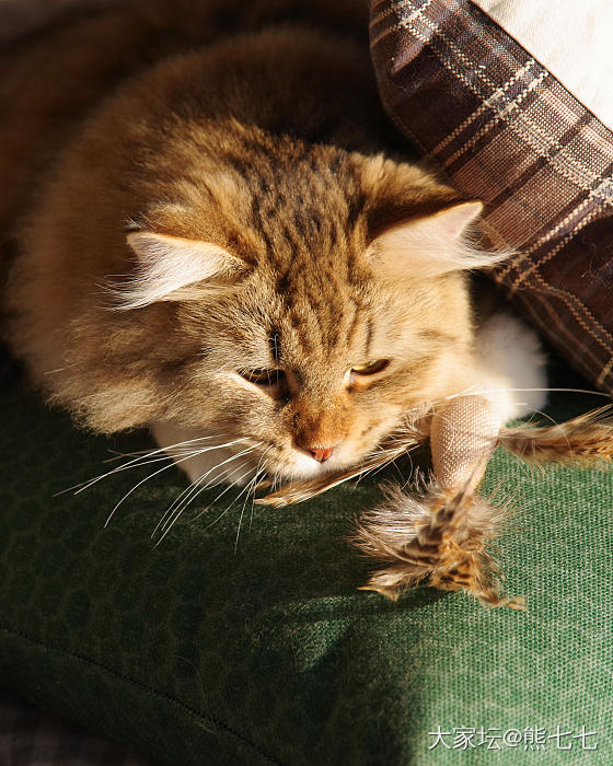 小虎下山_猫宠物