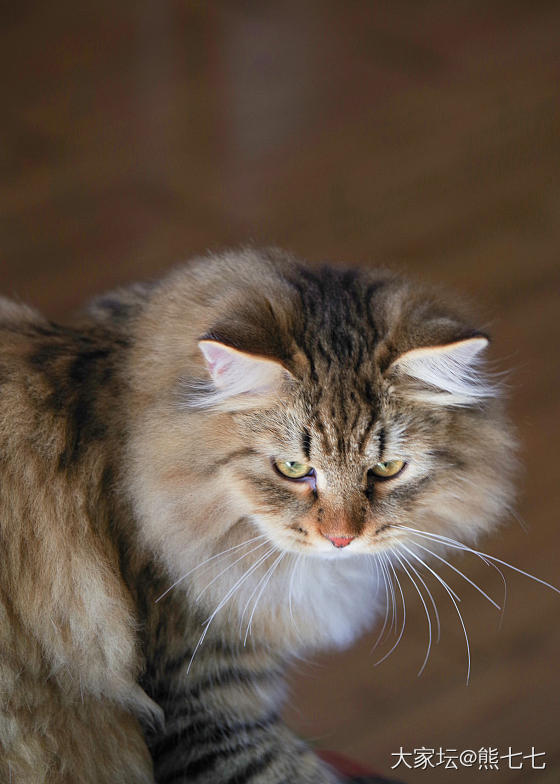 小虎下山_猫宠物