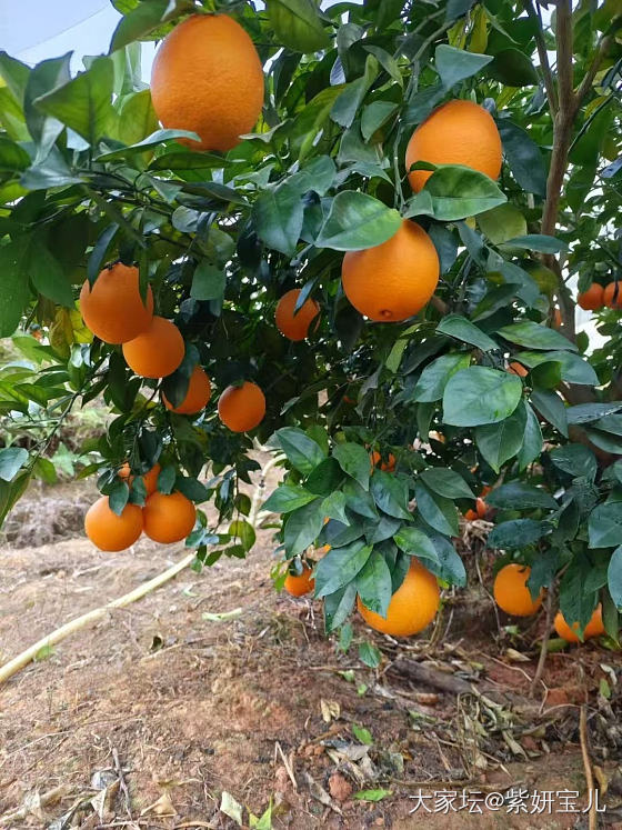 元旦啦_节日