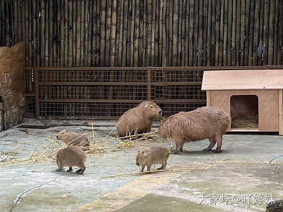 闺女说想养卡皮巴拉_育教亲子