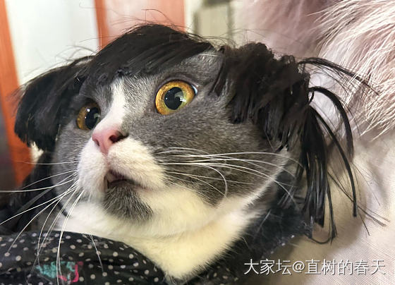 别有一番气质😜_宠物猫