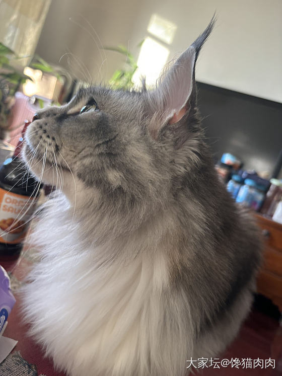 有肉撸啦_猫
