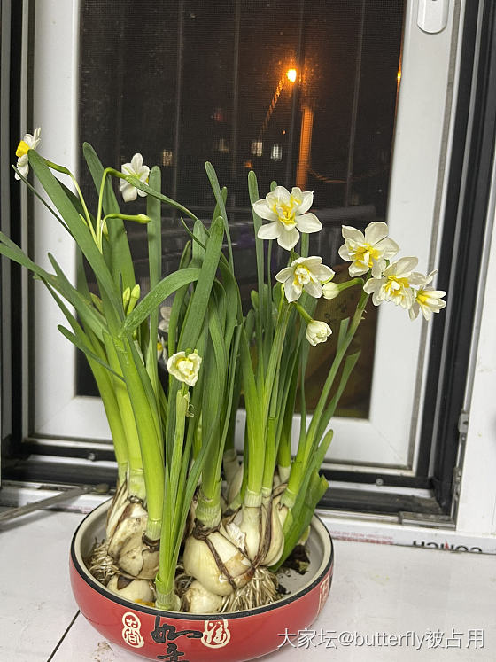 水仙花温度高败得快_花