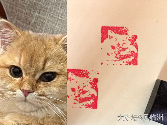 猫咪印章_猫