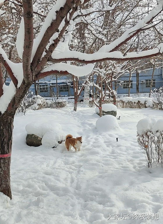 晶莹剔透的公主方与冰清玉洁的雪绒花_戒指钻石