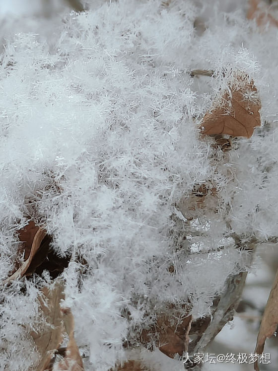 晶莹剔透的公主方与冰清玉洁的雪绒花_戒指钻石