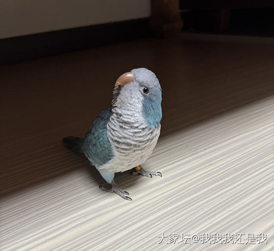 晒晒吧🐥_鸟