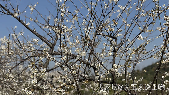 南国赏梅花！_旅游